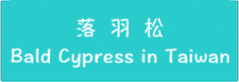 落羽松系列