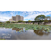 【台灣風景明信片-Taiwan Landscape Postcard】新北市板橋新海溼地-148 mm X 105 mm