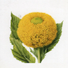 水溶千日菊萃取物 Acmefleur WS3 Extract (千日菊醯胺 Spilanthol 1.2~1.8%) CAS:25394-57-4