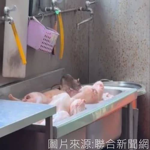 高雄「評價4.79星連鎖餐飲店」現老鼠舔食待烹生鴨 網笑：主廚親自監督