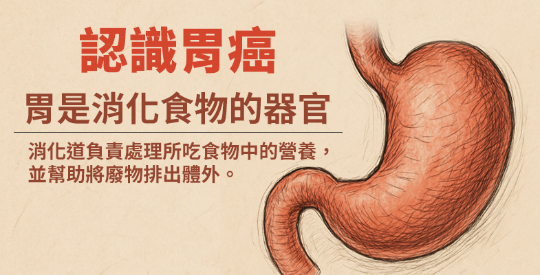 認識胃癌，胃是消化食物的器官。