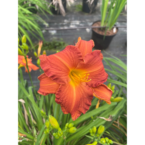 HKP-H05 番紅花 Saffron示意圖