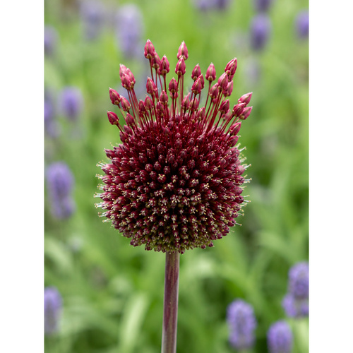 HBM-B08 莫西 Red Mohican(3顆/包)示意圖