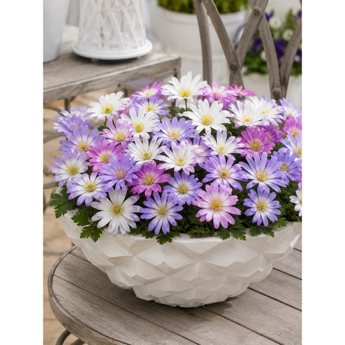 HBM-B60 希臘銀蓮花Anemone Mixed (20顆)示意圖