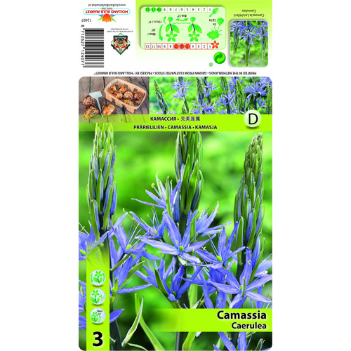 HBM-A13 藍卡馬 Caerulea( 5顆)示意圖