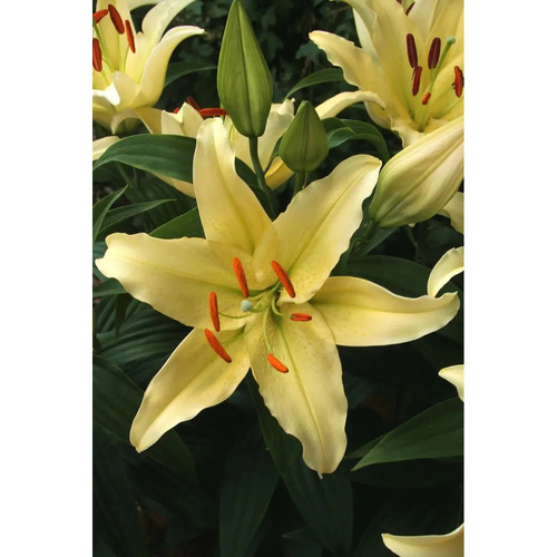 LIJ-L63 金派對 Gold Party (5顆)示意圖
