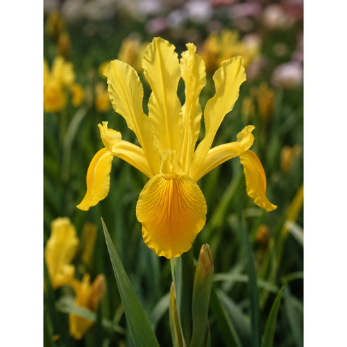 HBM-B32 金色 Golden Beauty (20顆)示意圖