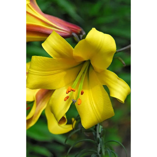 LIJ-L33 輝煌 Golden Splendor (5顆)示意圖