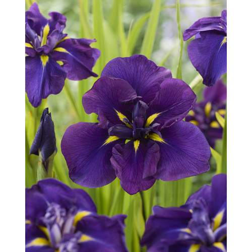 HKP-J02 帝王紫 Purple示意圖