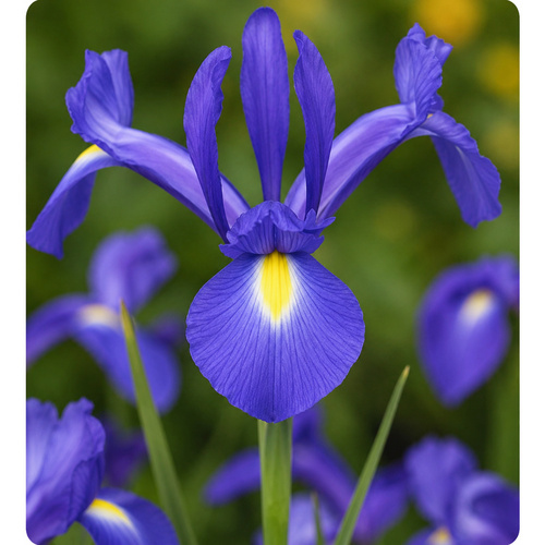 *HBN-A65 藍寶石 Sapphire Beauty (20顆)示意圖
