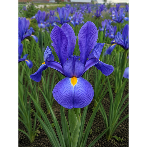 HBM-A57 蛋白石 Opal Blue (20顆)示意圖