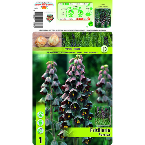 HBM-A25 黑貝母 Persica (2顆)示意圖