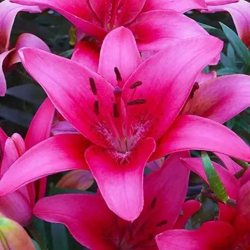 LIJ-L19 粉紅縣 Pink County (5顆)示意圖