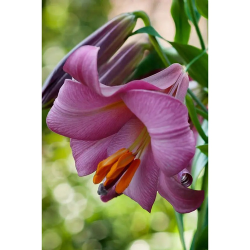 LIJ-L34 臻品 Pink Perfection (5顆)示意圖
