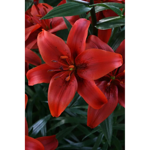 LIJ-L01 紅縣 Red County (5顆)示意圖