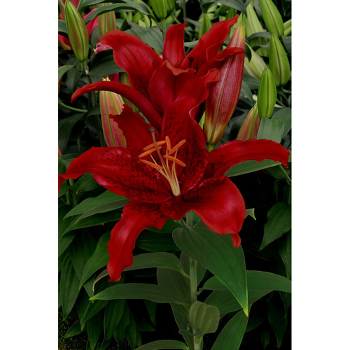 LIJ-L31 紅閃 Red Flash (5顆)示意圖