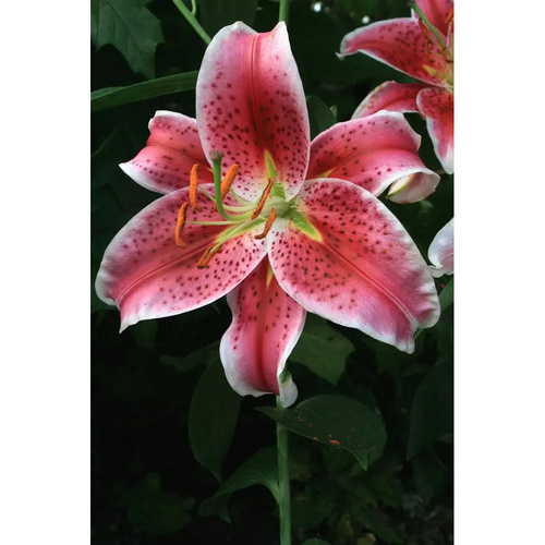 LIJ-L45 觀星者 Star Gazer (5顆)示意圖