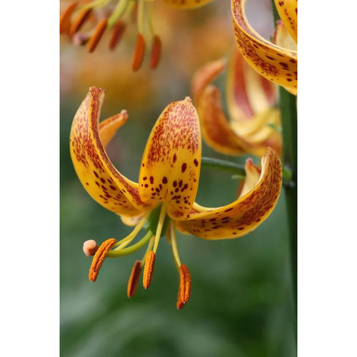 LIJ-L18 陽光 Sunny Morning (5顆)示意圖