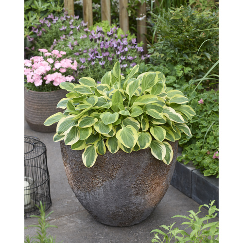 HKP-T01 霜凍嬉戲 Hosta Frosted Frolic示意圖