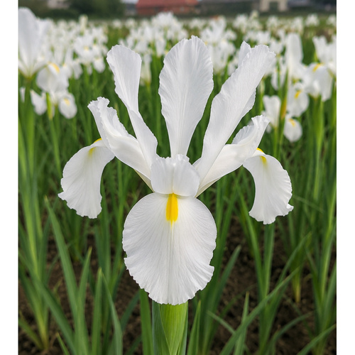 HBM-A62 白魔法 White Magic (20顆)示意圖