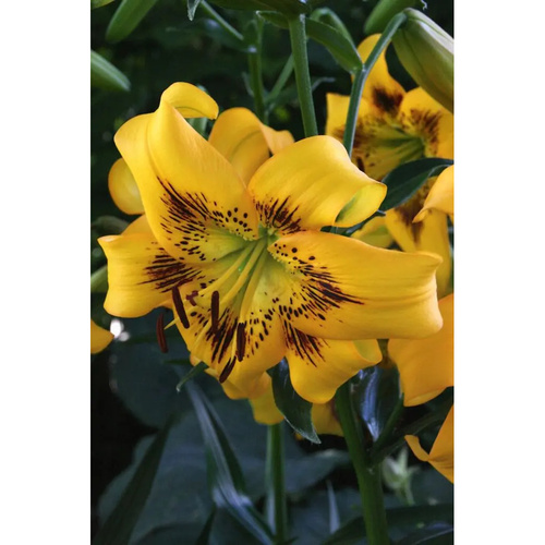 LIJ-L56 黃瘀 Yellow Bruse (5顆)示意圖