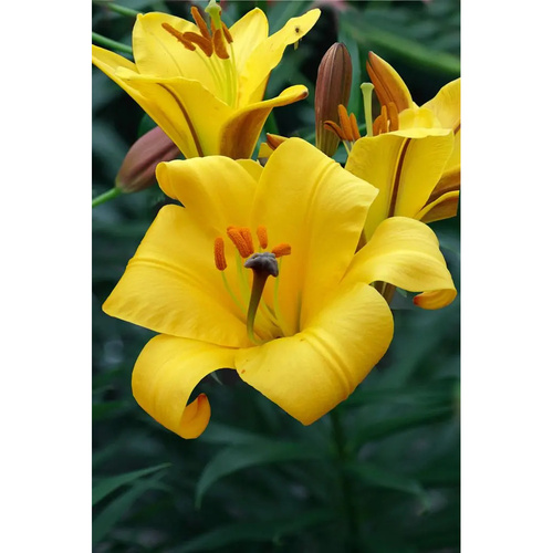 LIJ-L53 黃星球 Yellow Planet (5顆)示意圖
