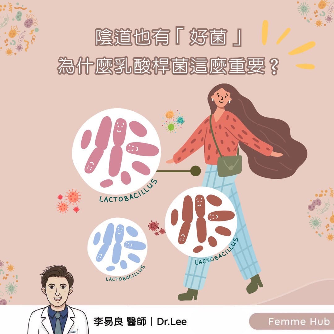陰道也有「好菌」：為什麼乳酸桿菌這麼重要？