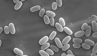 Spores of Geobacillus stearothermophilus