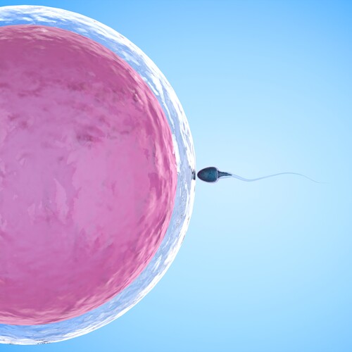 試管寶寶之旅 等一隻精子的卵子示意圖