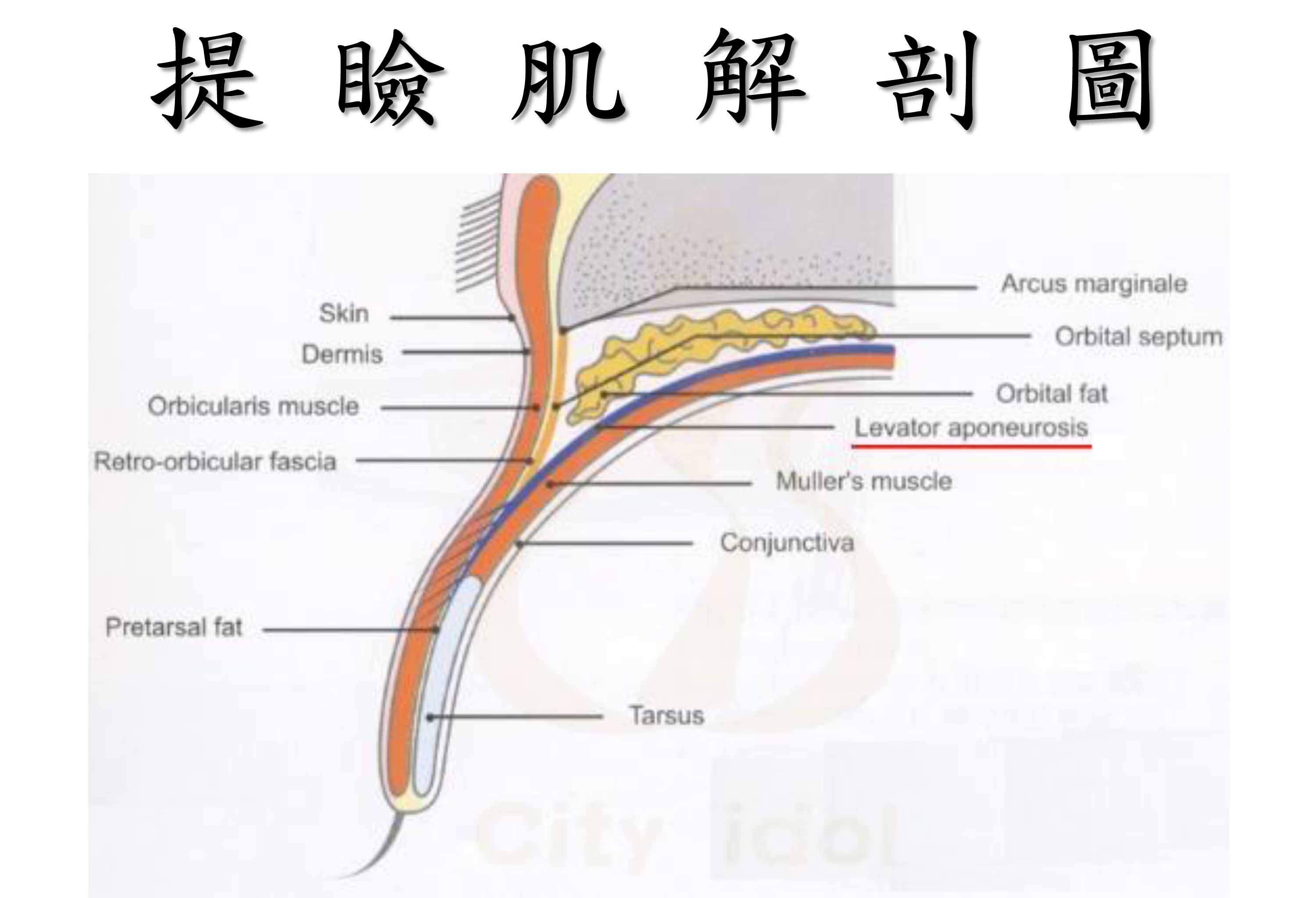 提瞼肌解剖圖