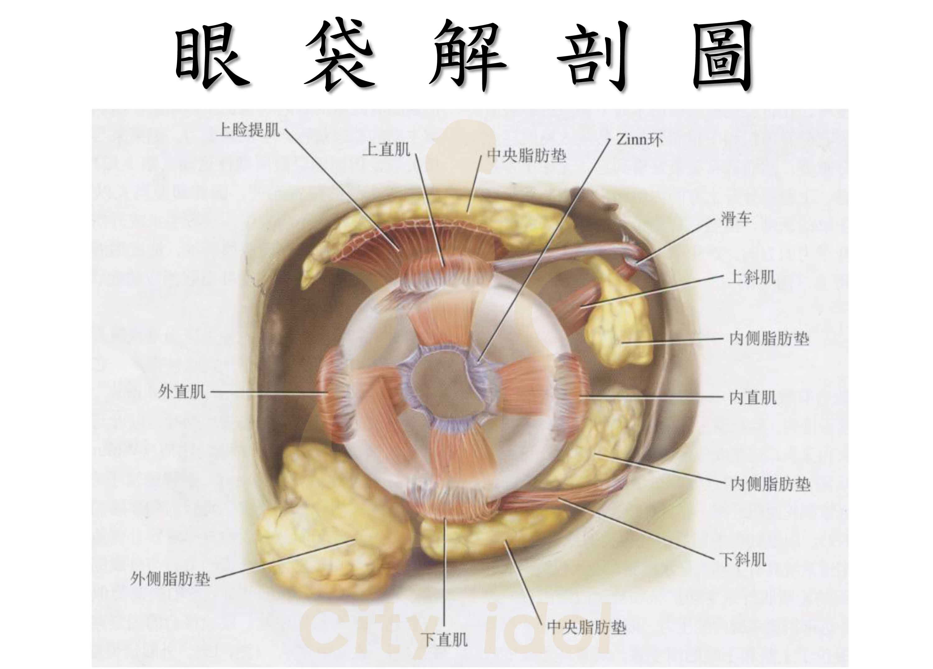 眼袋解剖圖