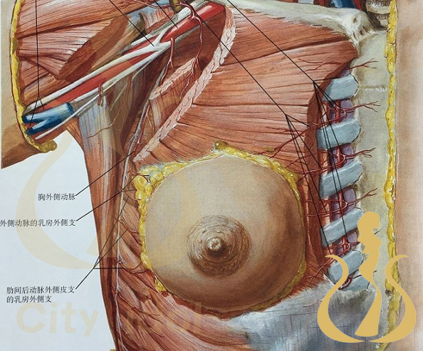 乳 房 結 構 - 2