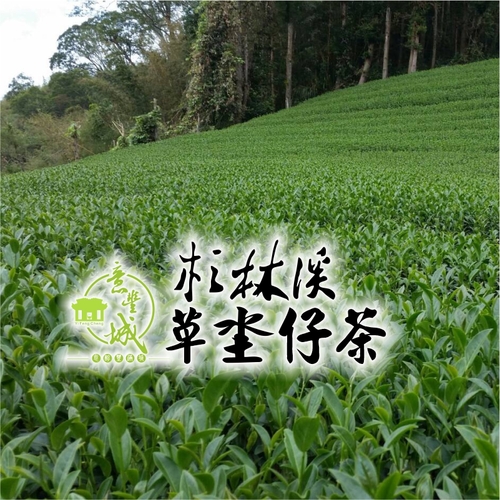 草坔仔茶示意圖