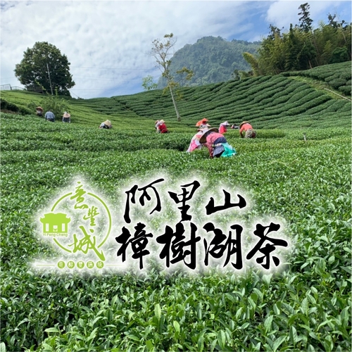 樟樹湖茶示意圖