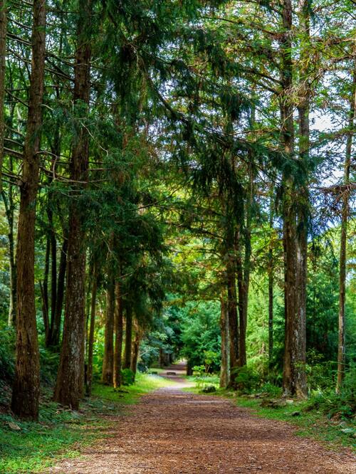1150204惠蓀林場櫻花綻放、步道入榜全台熱搜 春節走春好去處示意圖