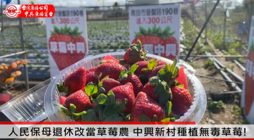 人民保母退休改當草莓農 中興新村種植無毒草莓!示意圖