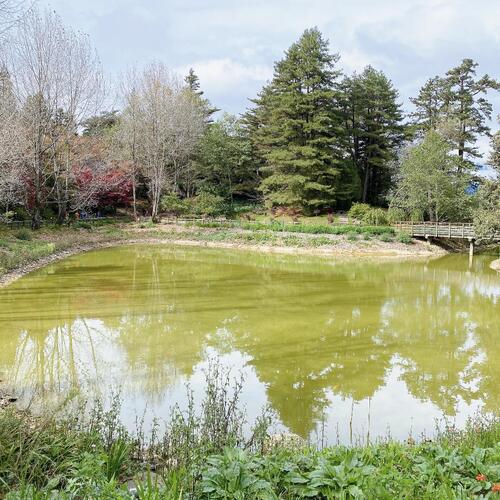 1141118梨山秋季「楓」景登場！交通局開賣台中Go限時優惠套票 搭公車賞楓趣示意圖