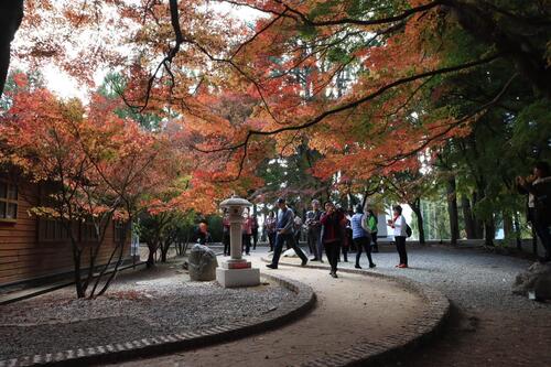 1141126參山處推冬季最划算玩法 從谷關燈節一路賞楓到福壽山示意圖