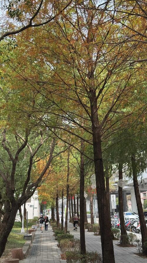 1141214秋冬美景正盛！后里、南屯、太平落羽松接力轉色 打造城市最詩意風景線！示意圖