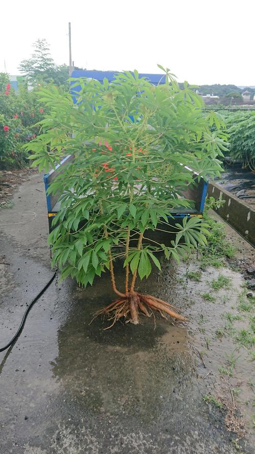 1141219興大跨國研究：精準調控鉀離子運輸可提升木薯產量與抗旱能力    成果刊登《Nature Plants》示意圖