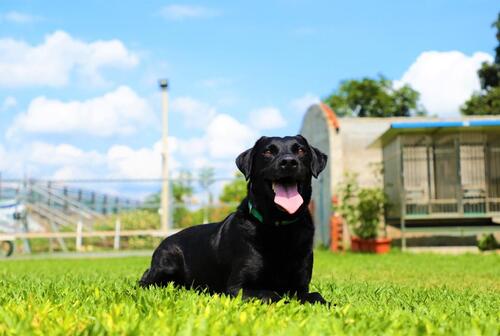 1150124階段性任務達成！搜救犬JACOB、WONDER光榮卸任示意圖