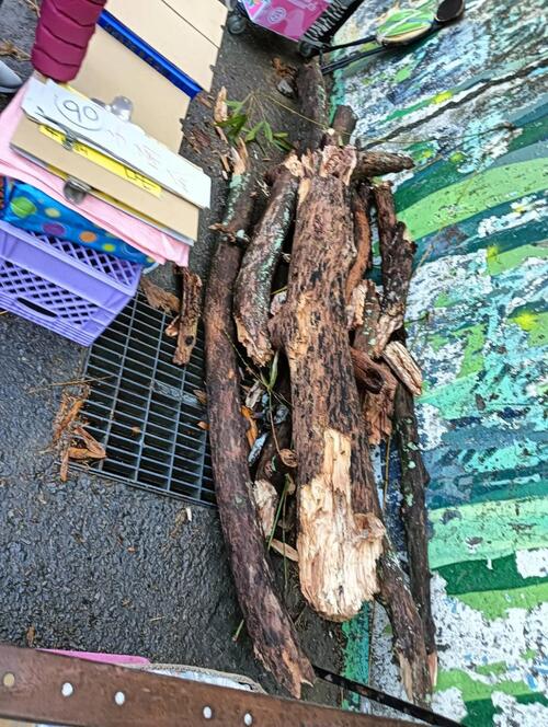 1150405大坑9號步道因豪雨樹木斷枝、邊坡鬆動 曾咨耀、曾朝榮呼籲市府：應建立「雨後即時巡檢」與「高風險預警」機制 中市建設局：已派員清除完成、加強主動巡檢示意圖