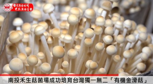 南投禾生菇菌場成功培育台灣獨一無二「有機金滑菇」示意圖