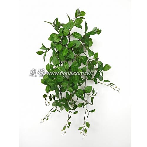牽牛葉示意圖