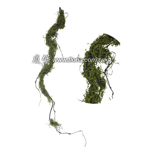 苔癬珊瑚藤示意圖