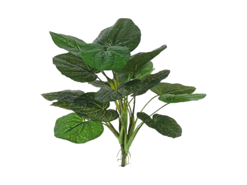 圓葉椒草示意圖