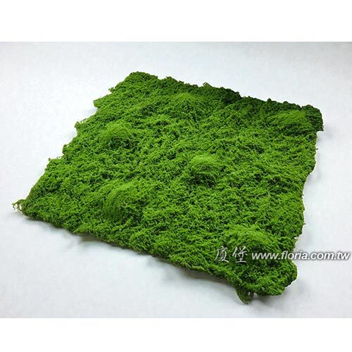 菟絲草草皮示意圖