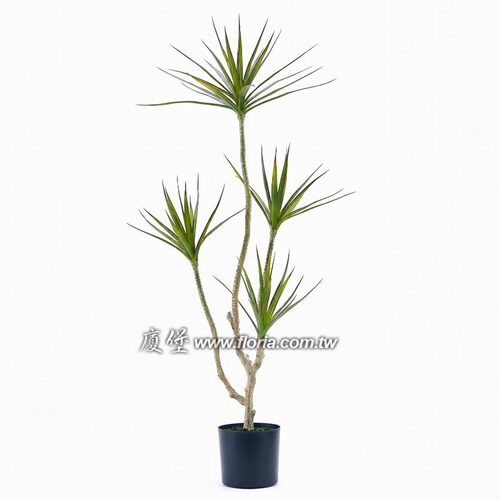 4頭千年木示意圖