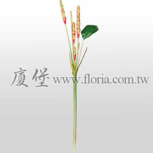 大薑花示意圖