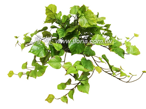 爬牆虎 (淺色)示意圖